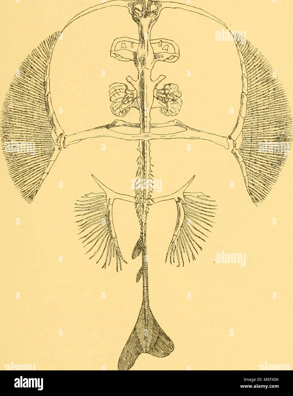 . Die Eoc © Þnen Selachier vom Monte Bolca: ein Beitrag zur Morphogenie der Wirbelthiere. Abb. 5. Pkelet des Torpedo / einems Exemplar iles British Museum der Naturgeschichte, ungefähr in Vo natürlicher Grösse. charakteristischen Eigenschaft der echten Rochen, der starken Vergröße-rung der Brustflossen, sondern der Einschiebung der electrischen gefunden worden, der besagte, dass zwischen jene. Wenn wir einen Spindelförmigen freischwimmenden Hai als den Typus des Selachiers betrachten und auch die Körperform eines Rochen von der Stockfoto