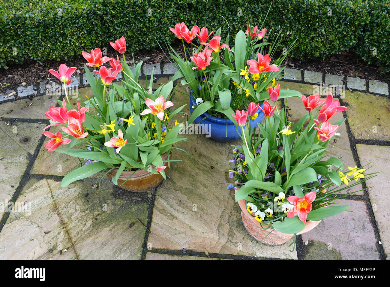 Blumen in wannen Fotos und Bildmaterial in hoher Auflösung Alamy