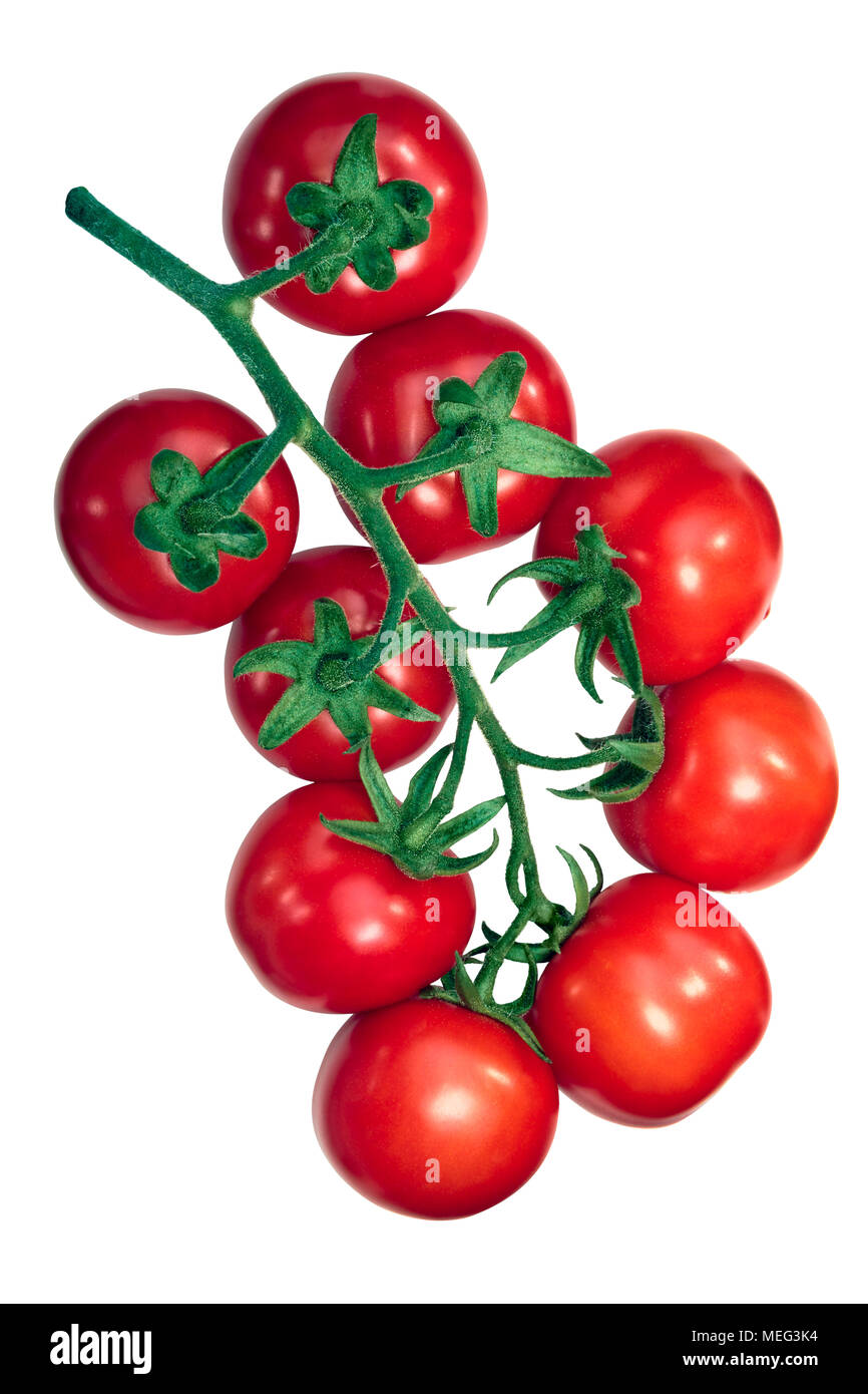 Cluster von Regina Tomaten auf der Rebe (TOV) Stockfoto