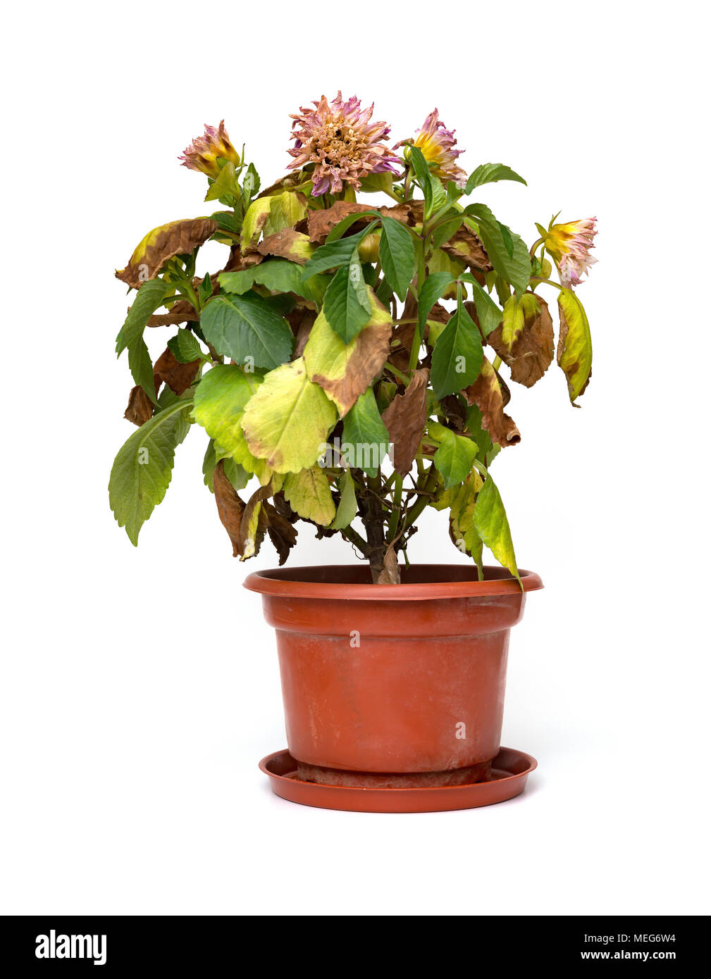 Rosa Pfingstrose Paeonia lactiflora Anlage oder auf weißem Hintergrund verblasst Stockfoto