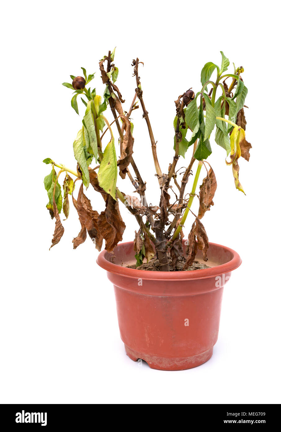 Rosa Pfingstrose Paeonia lactiflora Anlage oder auf weißem Hintergrund verblasst Stockfoto