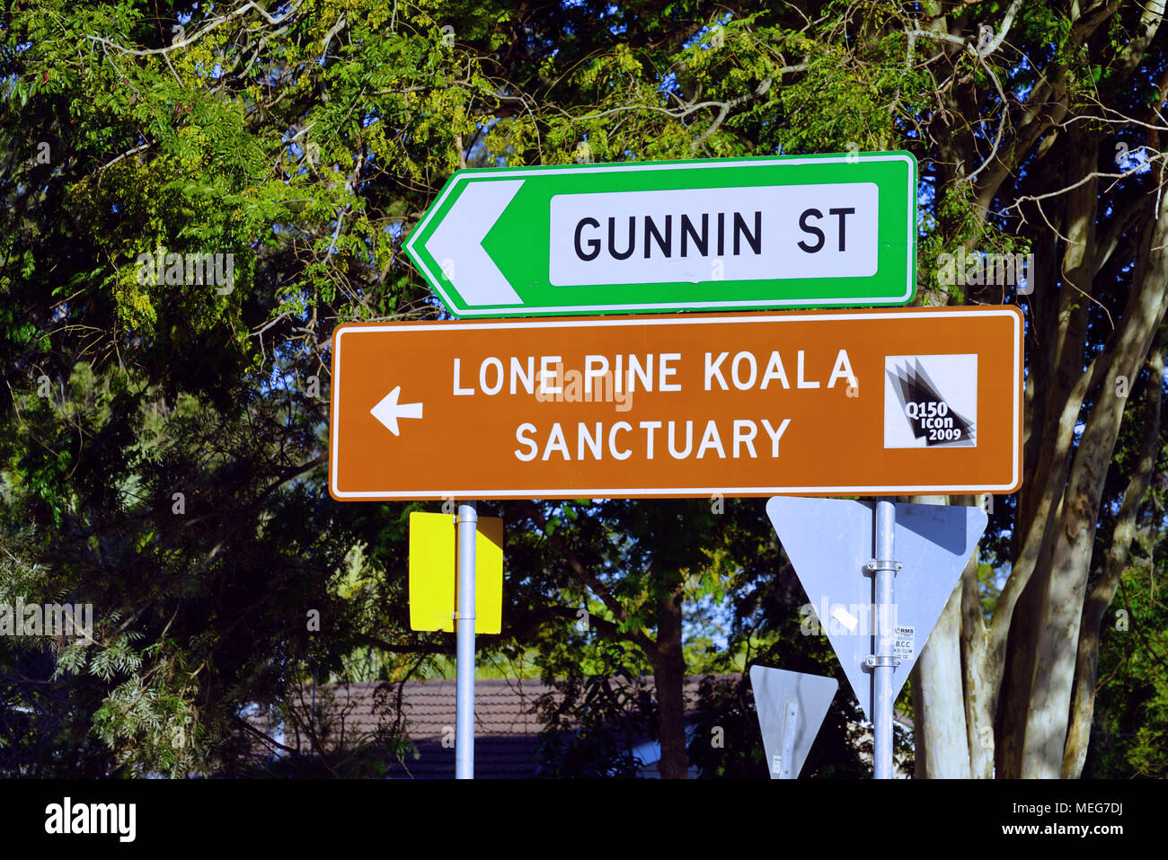 Das Lone Pine Koala Sanctuary, dem ältesten und größten Koala-Schutzgebiet der Welt in der Nähe von Brisbane, Queensland, Australien Stockfoto