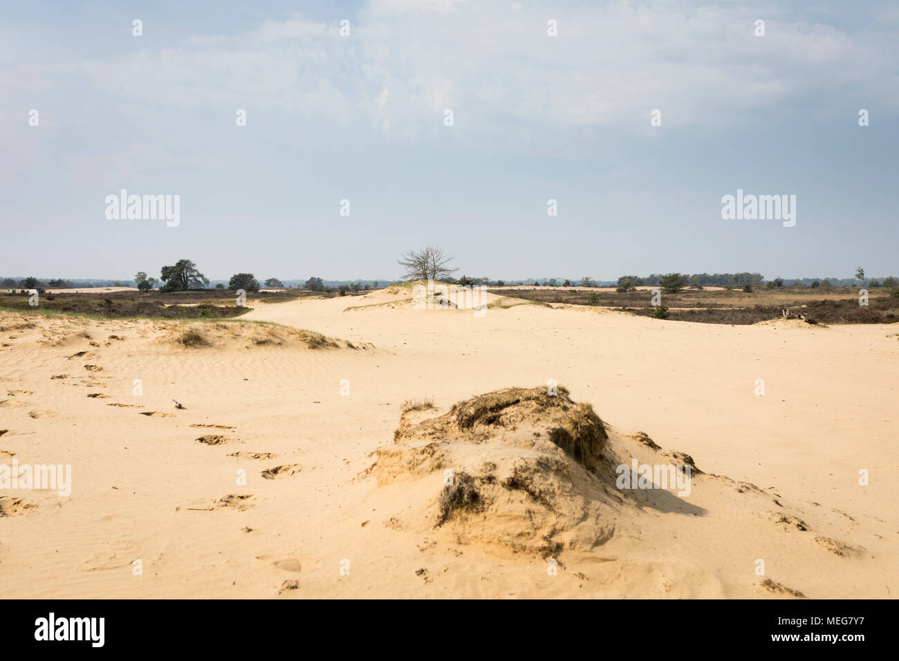 Landschaft mit Shifting Sand in den Niederlanden an der trabrechtse Heide' Stockfoto