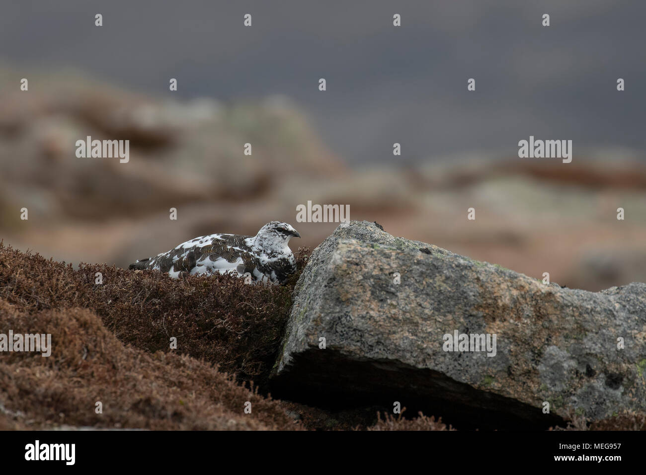 Alpenschneehuhn (Lagopus muta) im Frühjahr mausern gehockt und wandern in die Cairngorm National Park, Schottland im April. Stockfoto