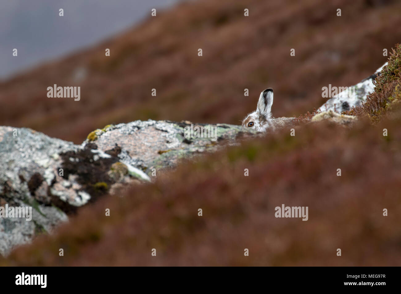 Schneehase (Lepus timidus) im Frühjahr mausern sitzen und starrte Nahaufnahmen im cairngorms NP, Schottland im April Stockfoto