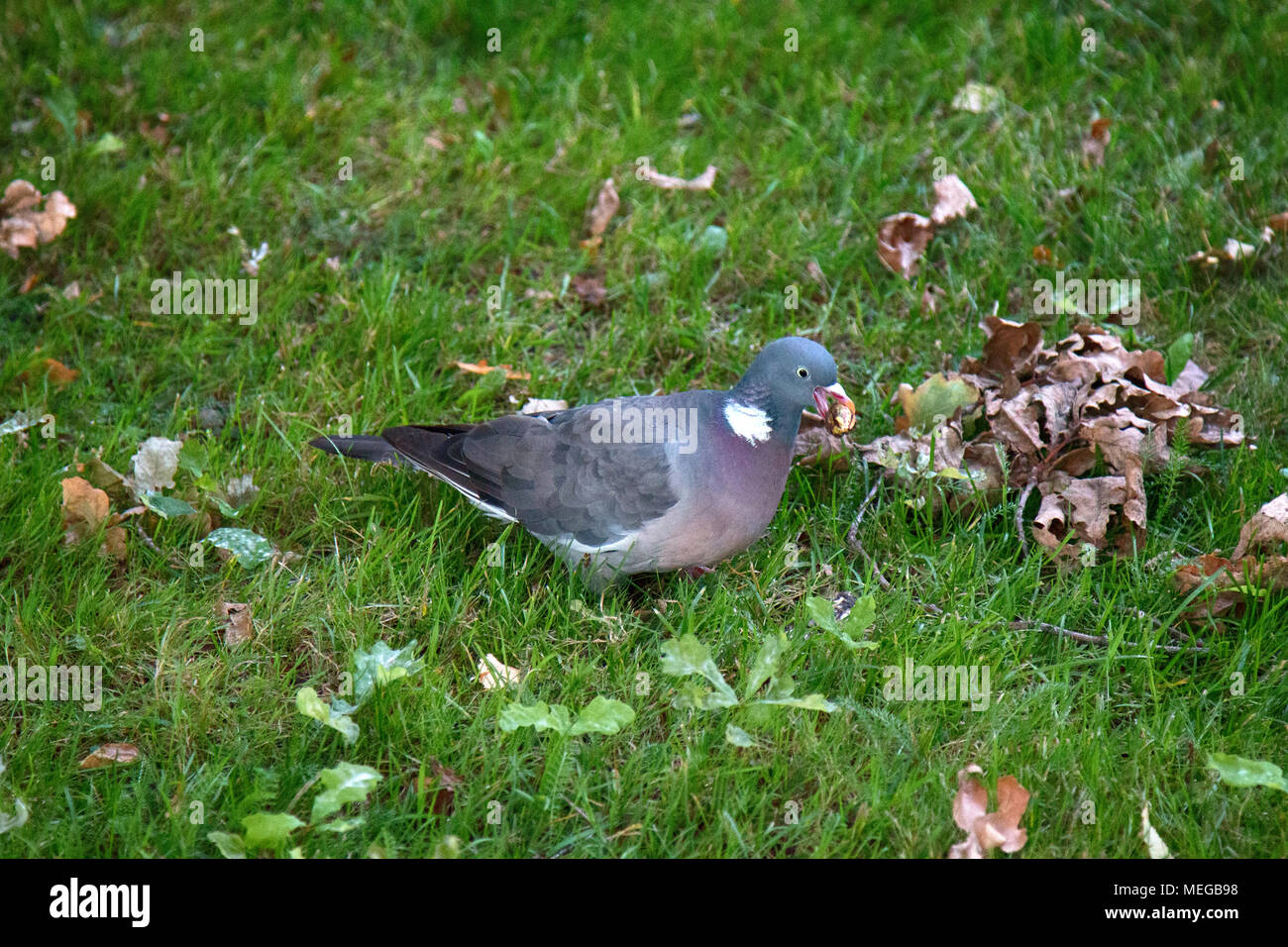 Ringeltaube (Columba palumbus, Palumbus palumbus) Fütterung auf Waldlichtung mit Eiche Eicheln. Fütterung Verhalten der Vögel, Vögel Futter. Verliert die Eicheln und Stockfoto
