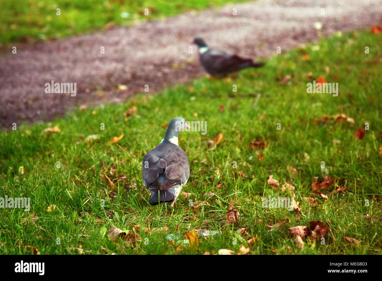 Holz Tauben (Columba palumbus, Palumbus palumbus) Fütterung auf Park glade mit Eiche Eicheln. Fütterung Verhalten der Vögel, Vögel Futter. Verliert die Eicheln und Stockfoto