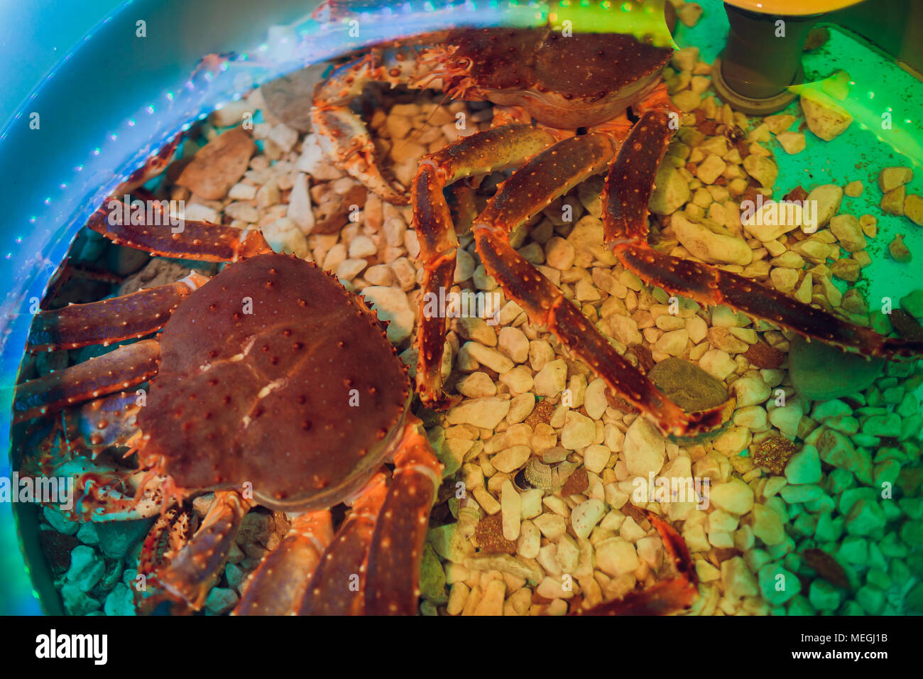 Behaartes red King Crab Holding eine Muschel Stockfoto