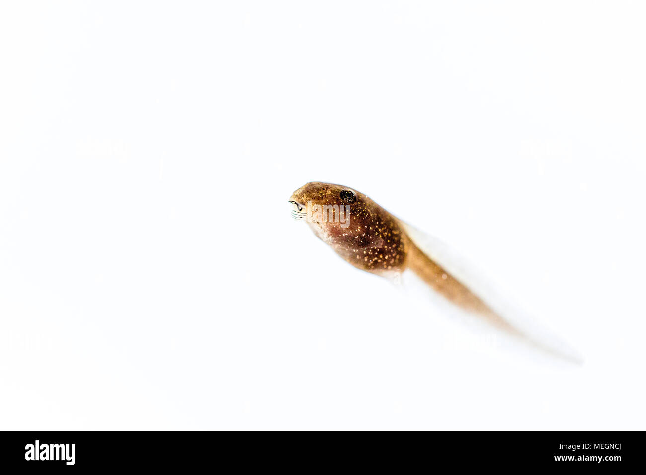 Grasfrosch tadpole Makro Bilder Stockfoto