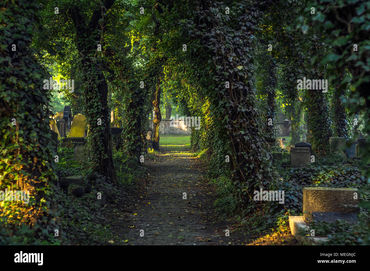 Ebnet die Gasse auf der geheimnisvollen Alten Jüdischen Friedhof mit Grabsteinen und Efeu bedeckt Bäume bei Sonnenaufgang in Zabrze, Schlesischen Hochland, Polen. Stockfoto