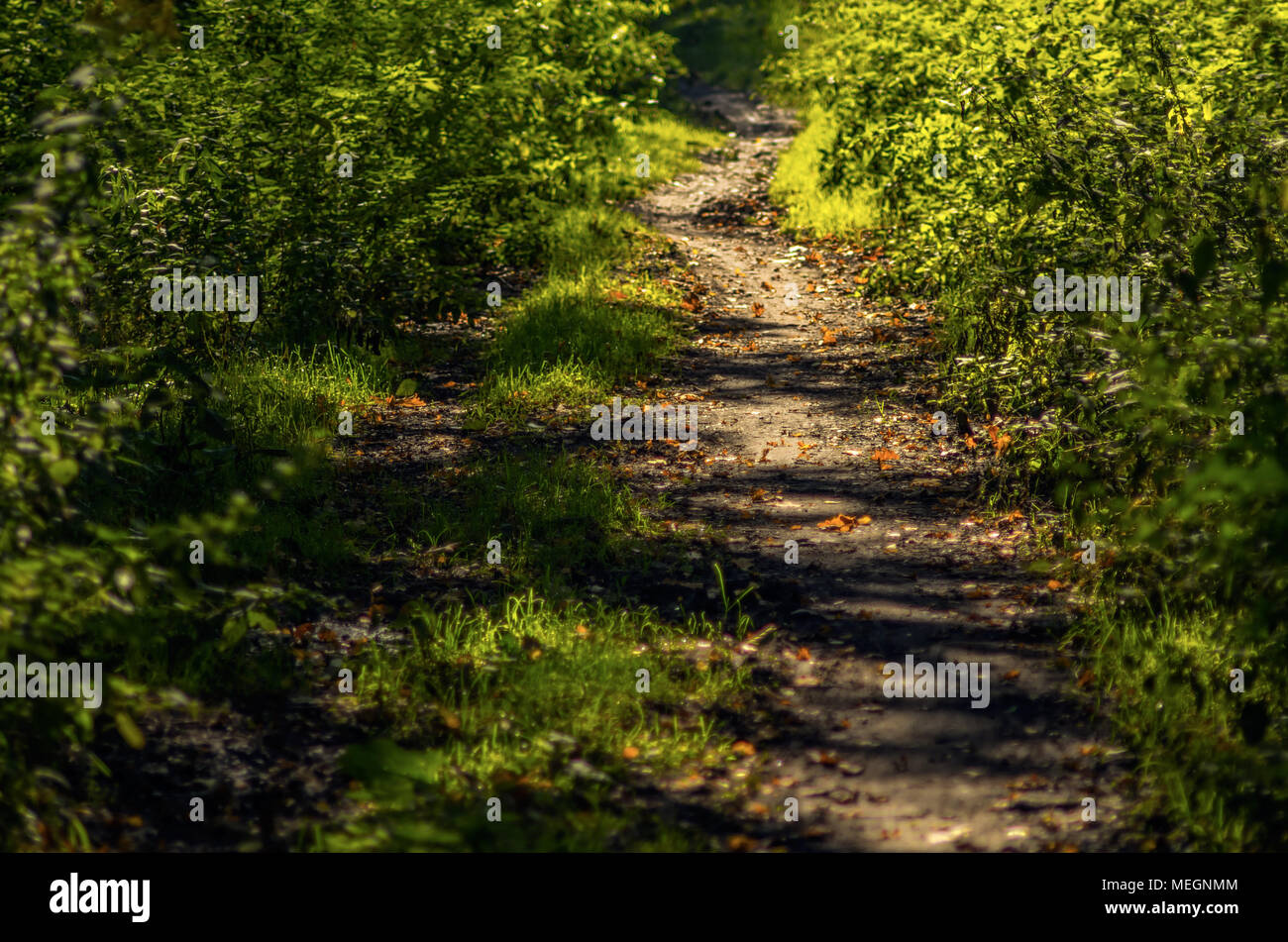 Geheimnisvolle gewundenen Pfad zwischen den Büschen im grünen Sommer Wald in Zabrze, Schlesischen Hochland, Polen. Stockfoto
