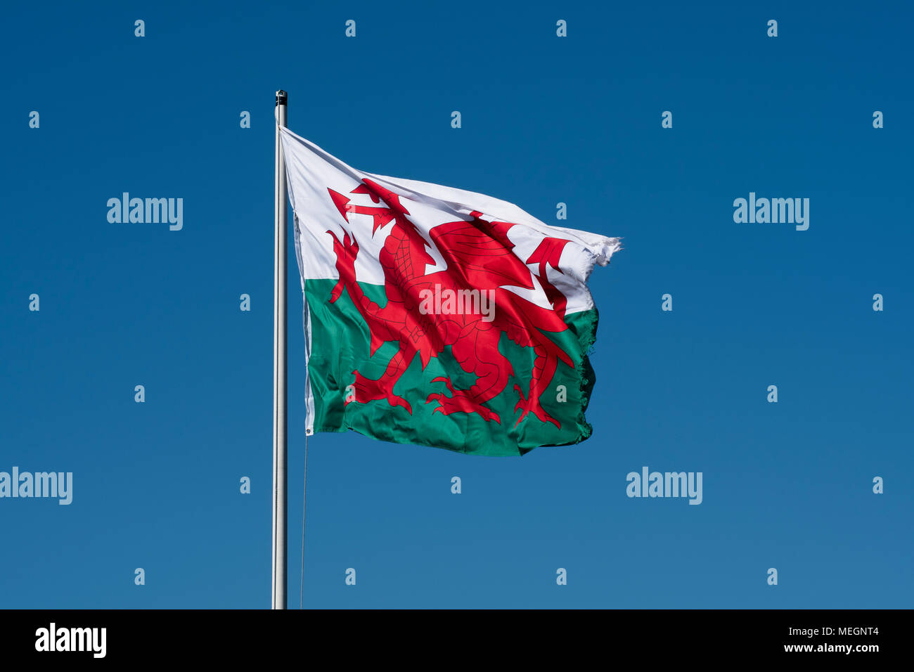Y Ddraig Goch - der Rote Drache, die Flagge von Wales, ein Land in das Vereinigte Königreich flutterin in der Brise an einem sonnigen Tag.. Stockfoto