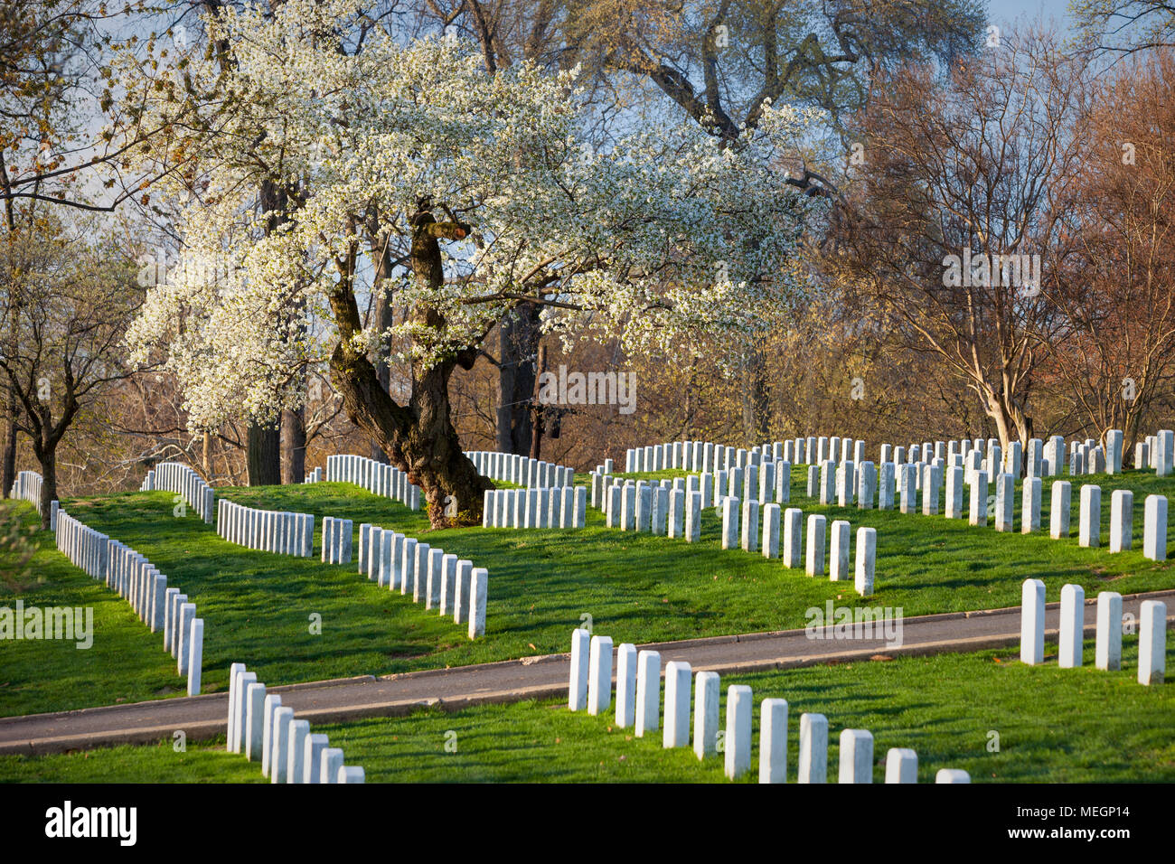 Blühende Kirschbäume stehen Wache über Reihen von Grabsteinen auf dem Arlington National Cemetery, Arlington, Virginia, USA Stockfoto