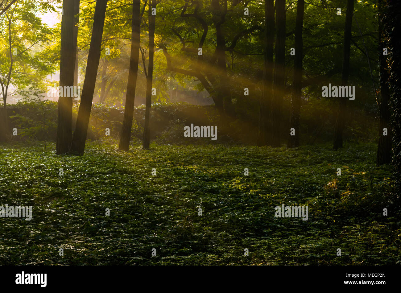 Sonnenstrahlen, die durch die Zweige und Blätter in den geheimnisvollen magischen Wald im Sommer während der Sunrise in Zabrze, Schlesien, Polen. Stockfoto