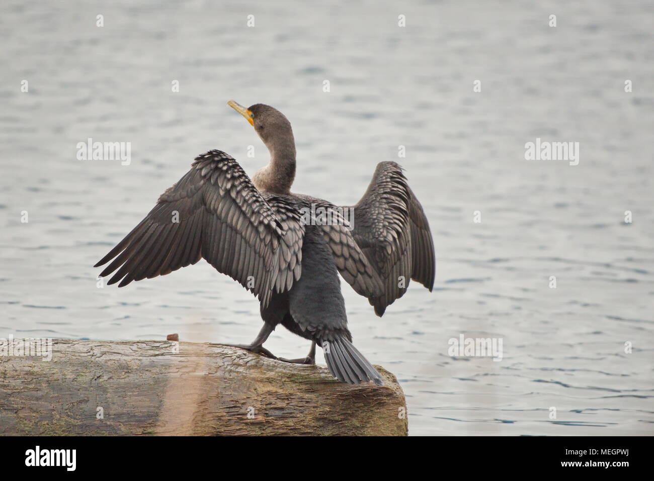 Doppelklicken Kormoran (Phalacrocorax auritus) Flügel auf einem Baumstamm auf den Fraser River Crested. Nahaufnahme Stockfoto