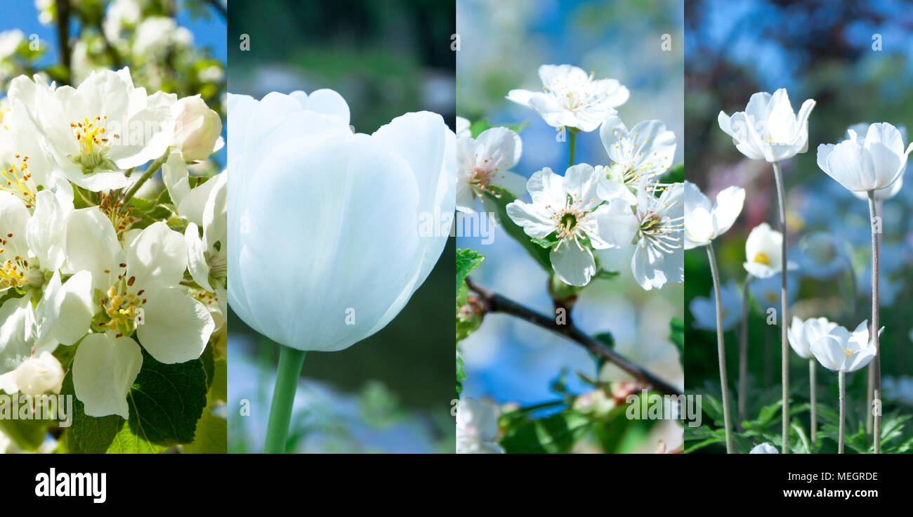 Collage aus schönen weißen Blumen im Garten Stockfoto