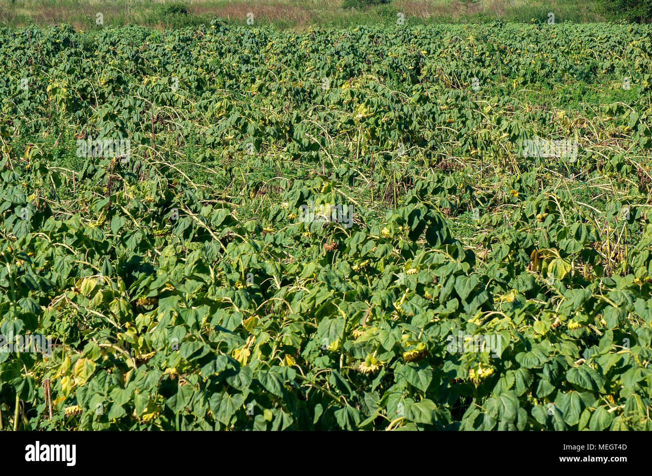 Ernteversicherung. Zerstört Sonnenblume liegen auf dem sonnenblumenfeld Stockfoto