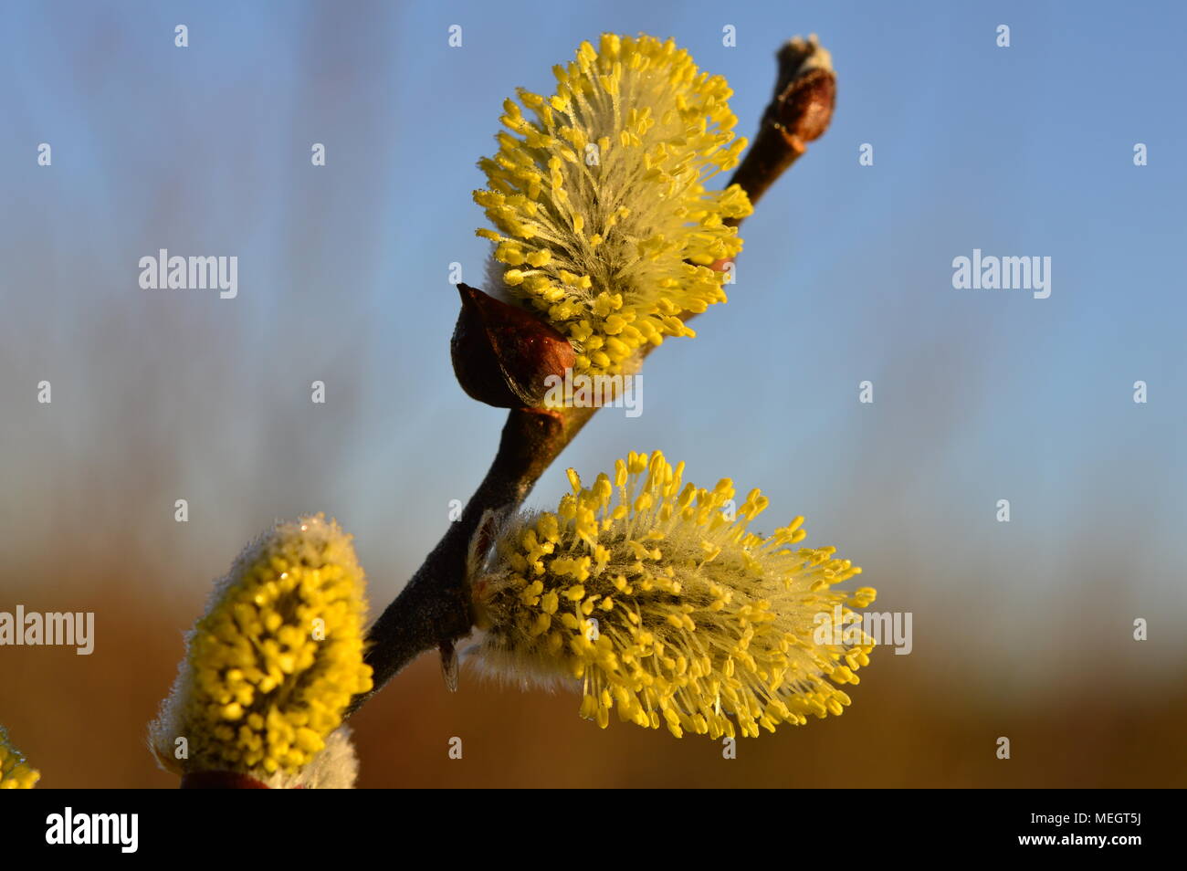 Flauschige gelb blühende Frühling Knospen Willow auf einem Zweig Stockfoto