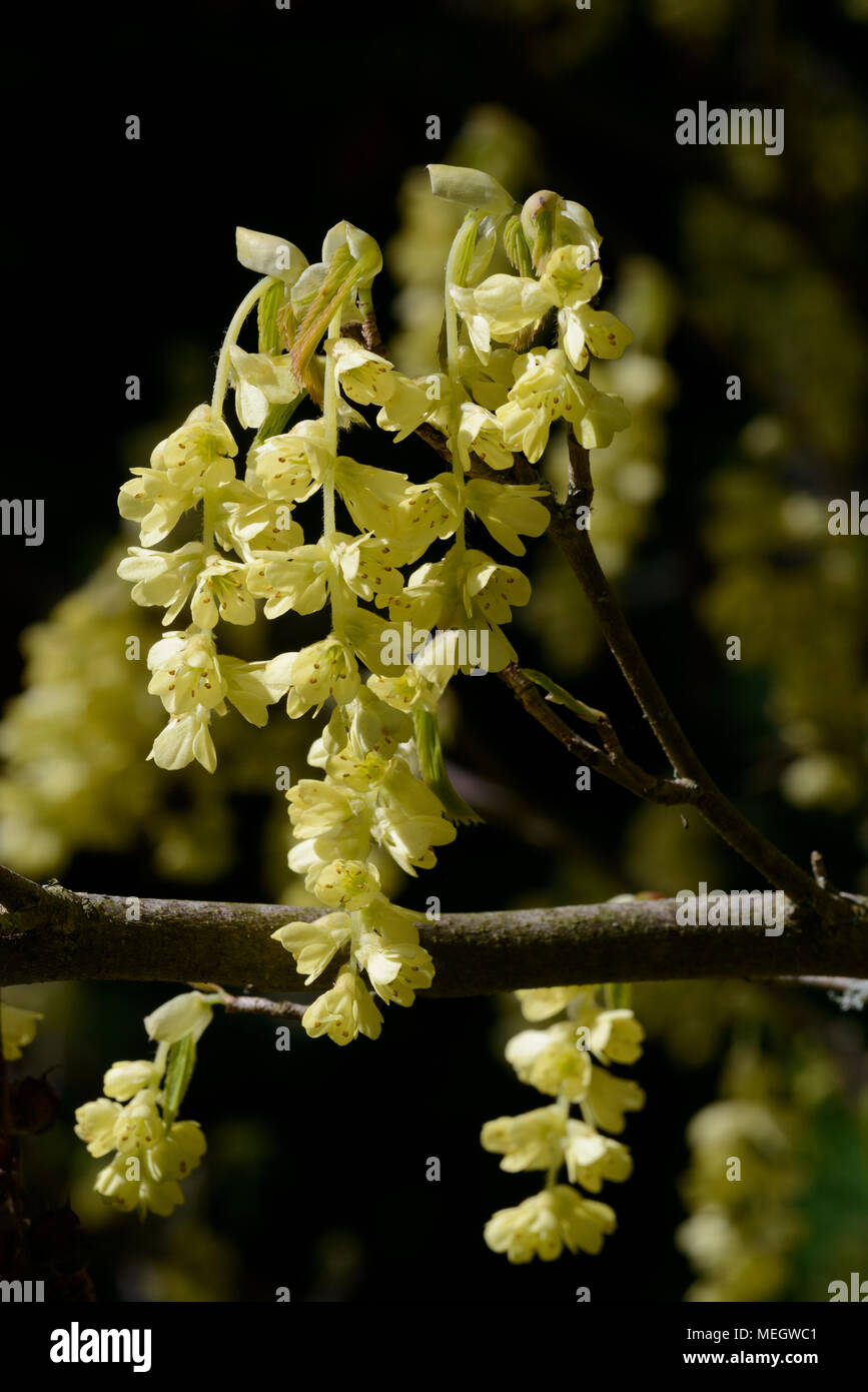 Duftende winter Hazel (Corylopsis Glabrescens), Blumen, Frühling Stockfoto