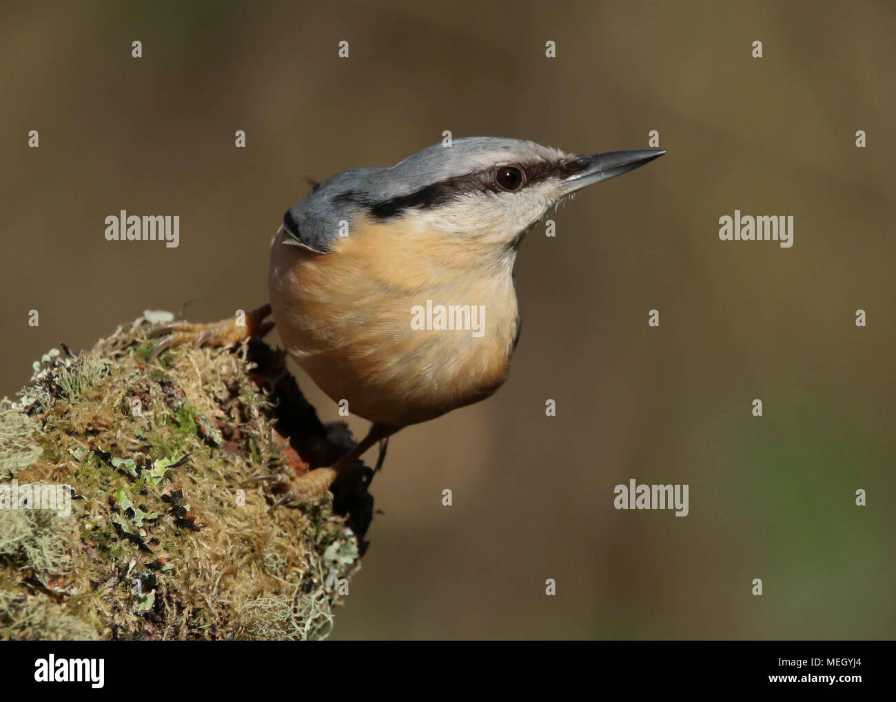 Europäische nach Kleiber (Sitta europaea) auf einer Flechte bedeckt in Cardiff, South Wales UK anmelden gehockt Stockfoto