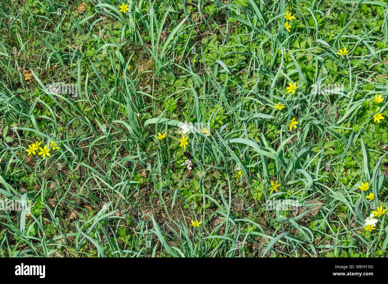 Grünes Gras und Blumen. Stockfoto