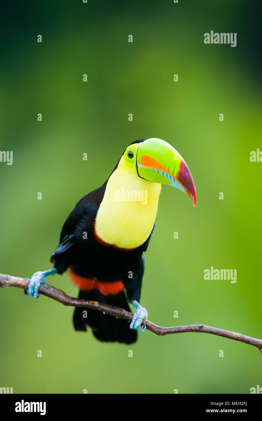 Keel Billed Toucan, aus Mittelamerika. Stockfoto