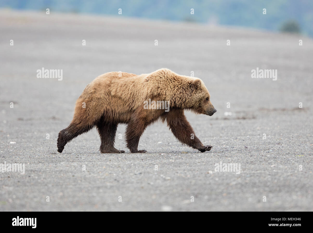 Männliche Braunbären zu Fuß auf einem Strand in Alaska Stockfoto