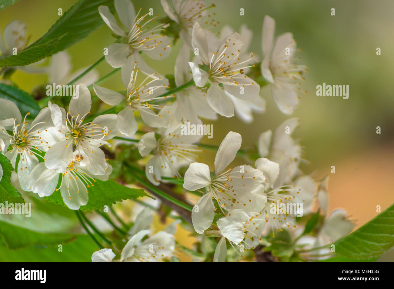 Cherry Blumen mit hellen grün gefärbten Blättern Stockfoto