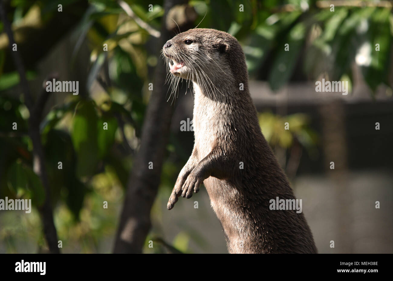 Otter Stockfoto
