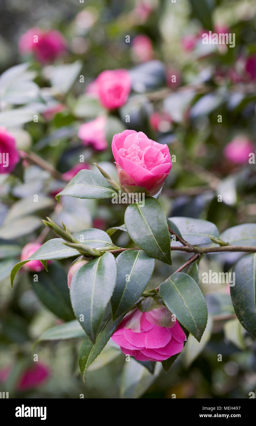 Camellia williamsii x 'Debbie' Blumen im Frühling. Stockfoto