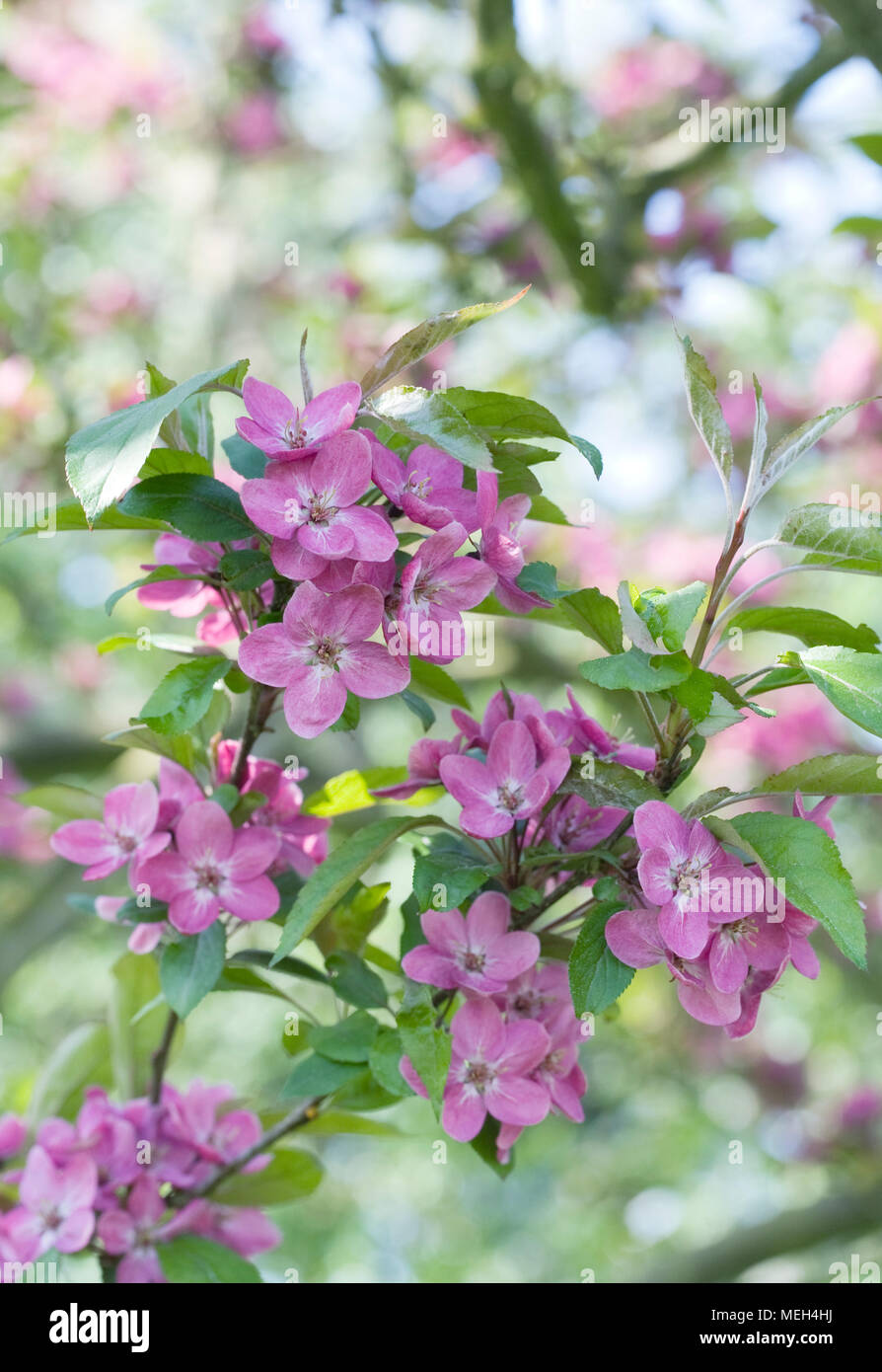Malus Blüten im Frühling. Stockfoto