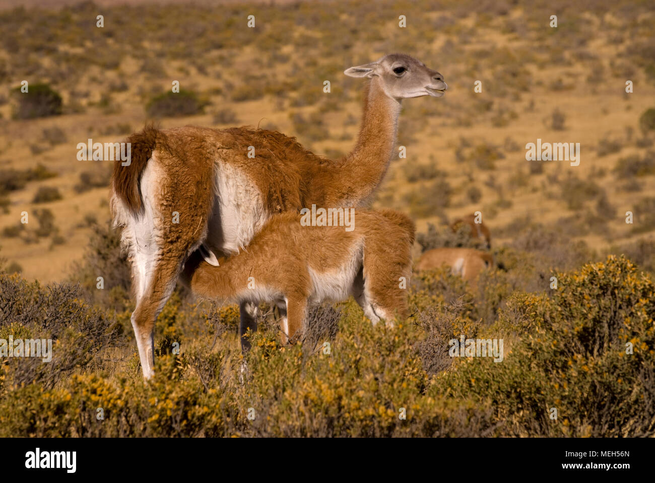 Babys Saugen Guanako (Lama Guanicoe) in Patagonien Stockfoto