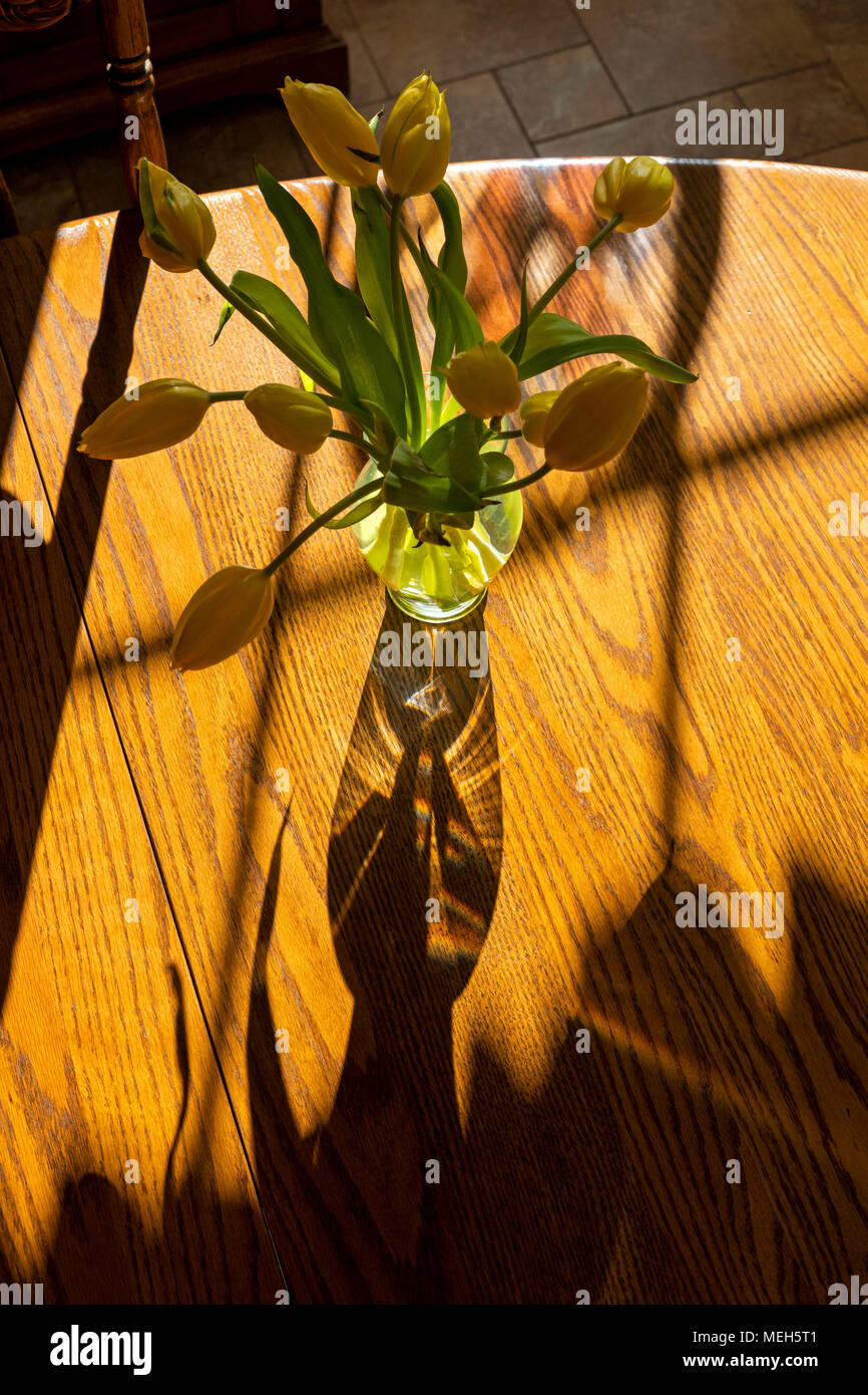 Sonnenlicht wirft interessante Schatten von Glas Vase & Frühling Tulpen Stockfoto