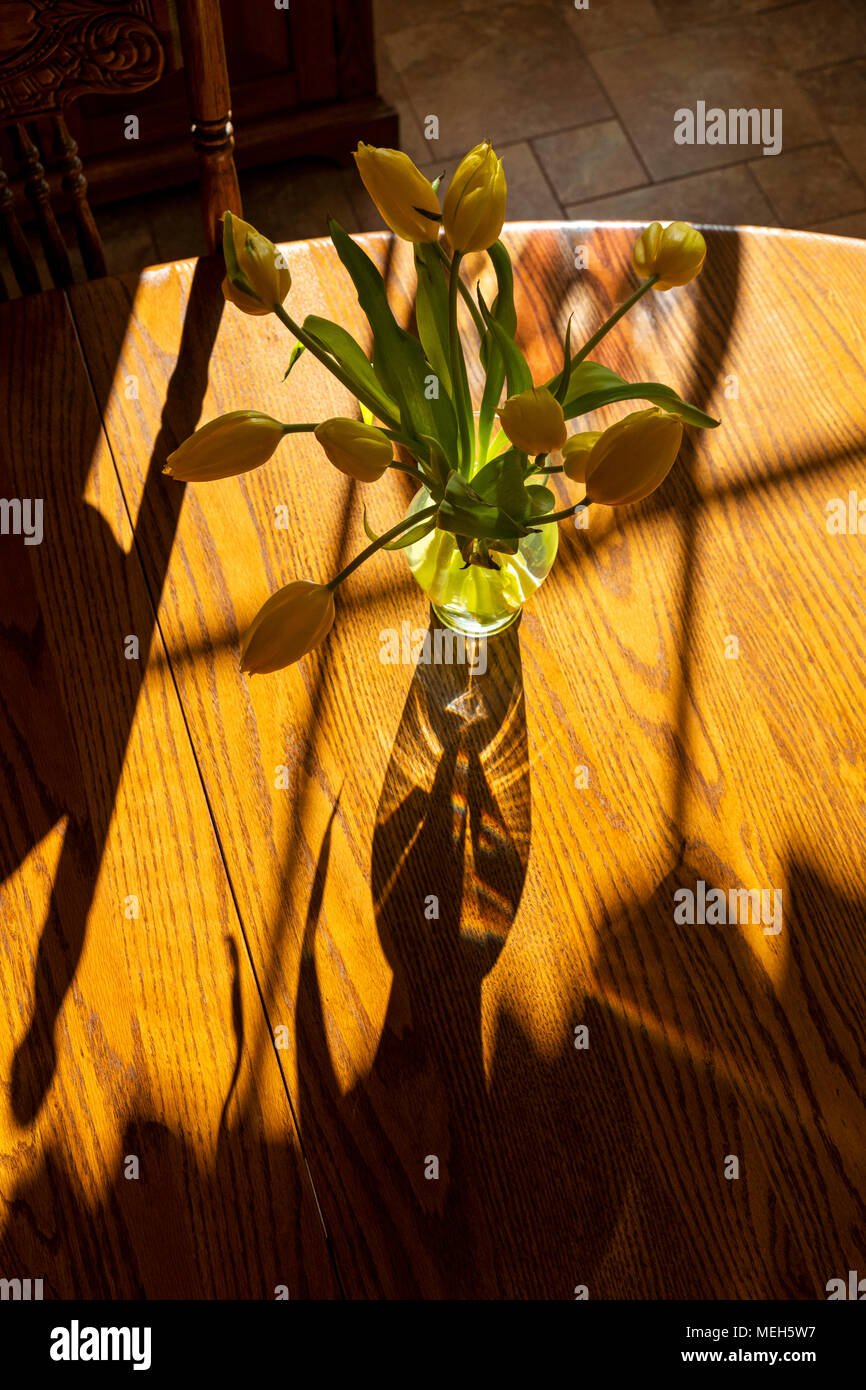 Sonnenlicht wirft interessante Schatten von Glas Vase & Frühling Tulpen Stockfoto
