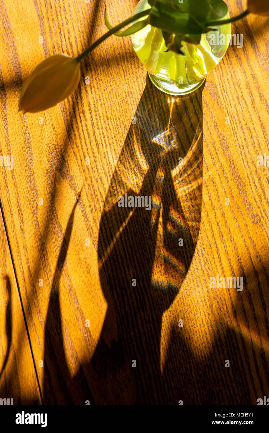 Sonnenlicht wirft interessante Schatten von Glas Vase & Frühling Tulpen Stockfoto