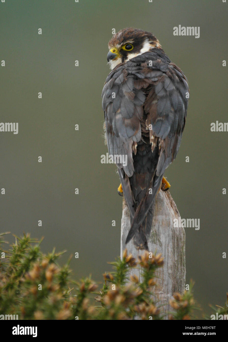 Hobby (Falco subbuteo) auf einen Posten in der walisische Landschaft UK gehockt Stockfoto