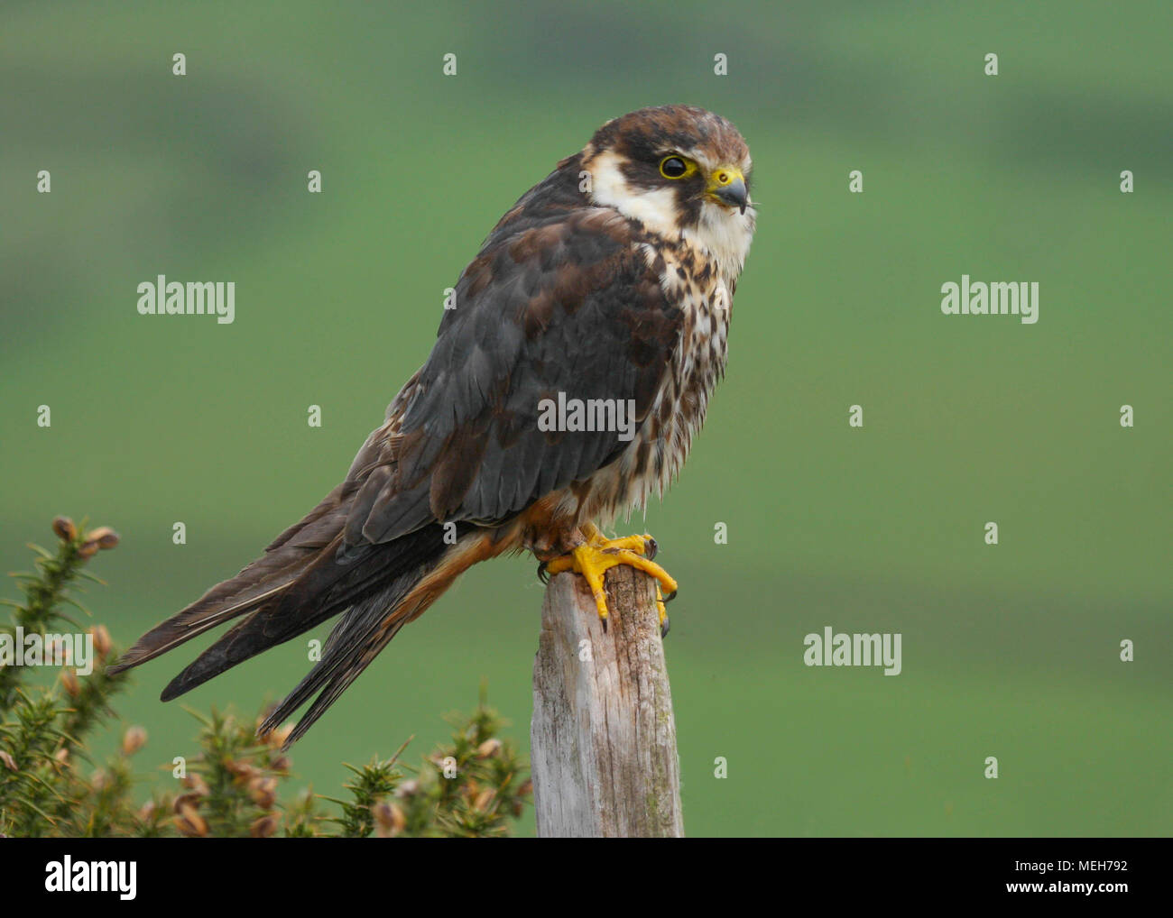 Hobby (Falco subbuteo) auf einen Posten in der walisische Landschaft UK gehockt Stockfoto