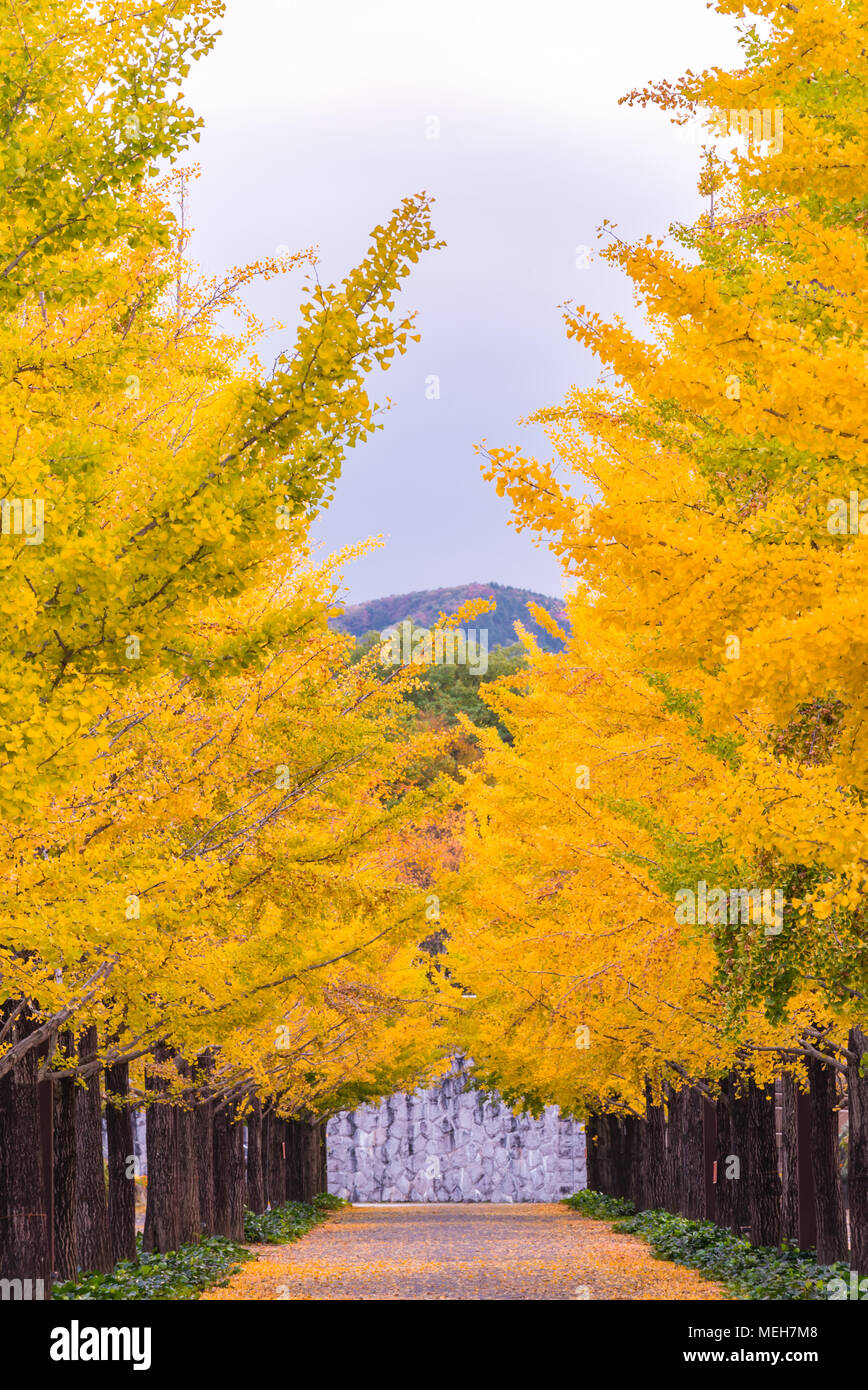 Ginkgo Straße bei Bandai Azuma Sport park Fukushima Japan Stockfoto