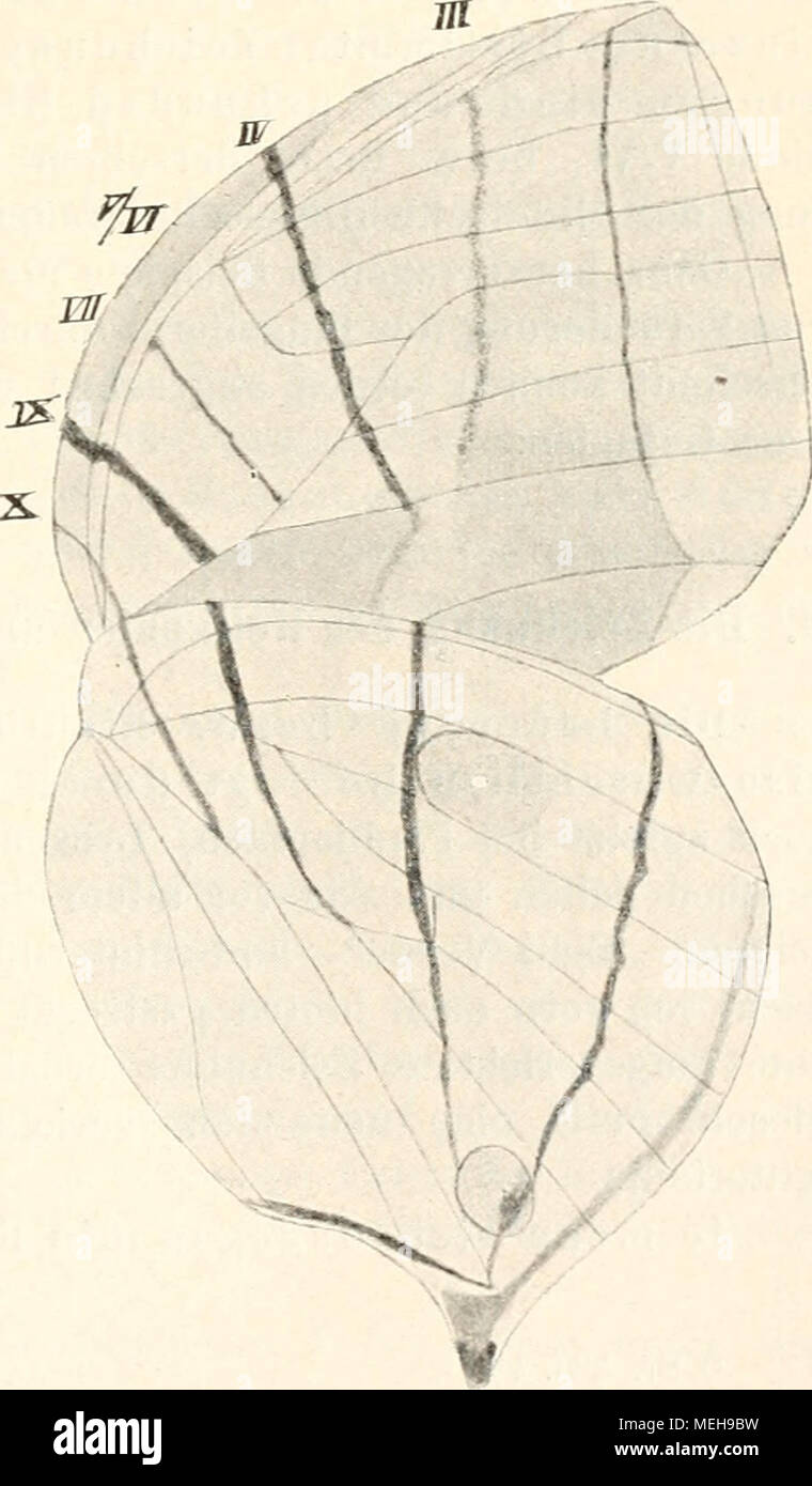 . Die Entstehung der Arten auf Grund von Vererben erwobener Eigenschaften nach den Gesetzen organischen Wachsens: Ein Beitrag zur einheitlichen Auffassung der Lebewelt. Abb. 134. Amatintsia Phidippns L. ABB. 135. Amathtisia dilucida Honk. (Abb. Ich 33; und Verweise wieder auf sterben Morphide Ämathusia Phidippns (Abb. 134) und A. dilucida (Abb. 135, ferner auf meine Abbildungen von Segelfaltern ("Artbildung und Verwandtschaft bei den Schmetterlingen I"). 1) St. Taf. 40. Stockfoto