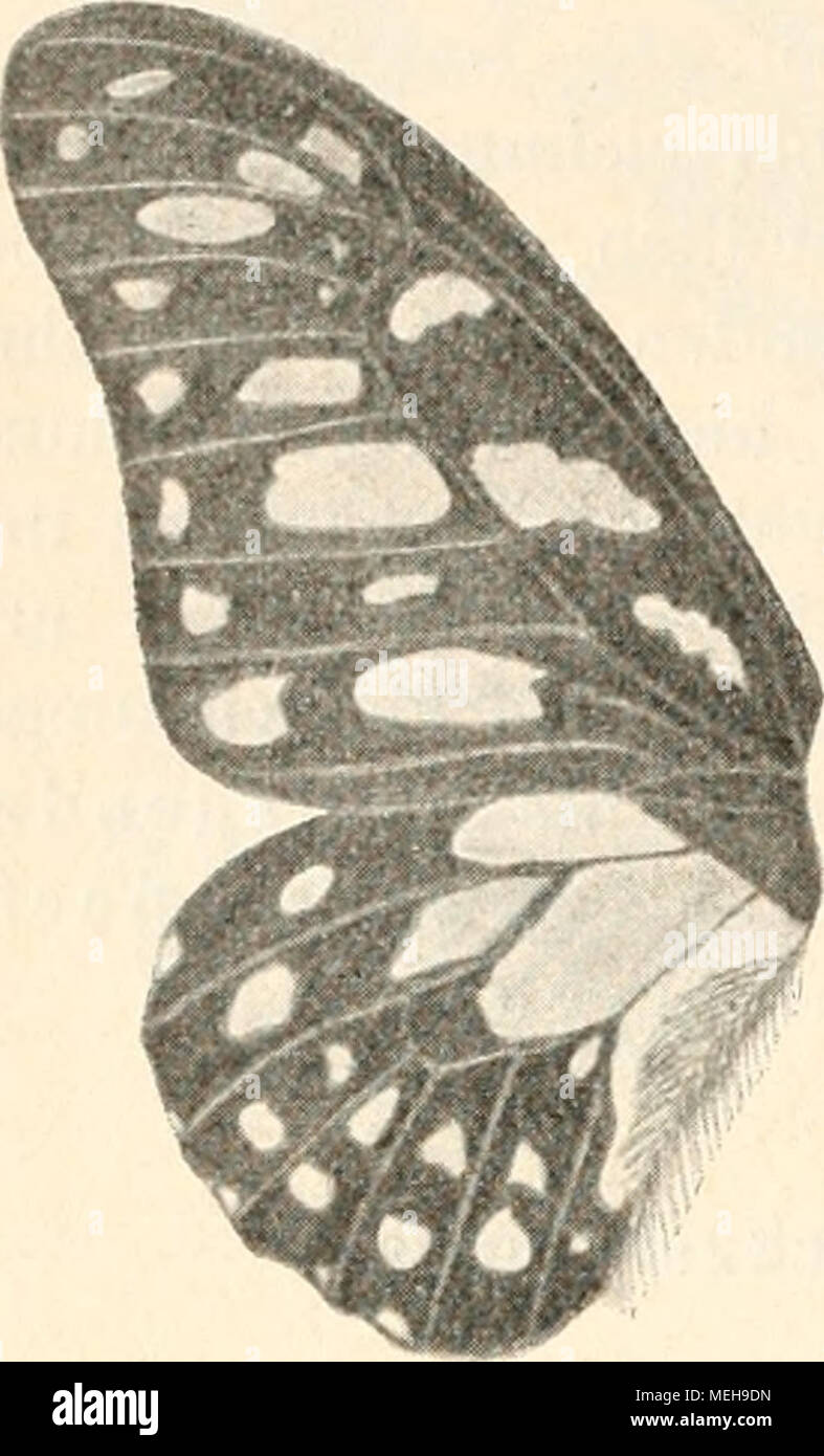 . Die Entstehung der Arten auf Grund von Vererben erwobener Eigenschaften nach den Gesetzen organischen Wachsens: Ein Beitrag zur einheitlichen Auffassung der Lebewelt. Abb. 124. Papilio Leonidas F.11) Midamus-Anomala-oder heller Kleinfleck-Typus. Jahrforschung sterben hellen Flecke in Folge zunehmender Verbreiterung des Schwarz der Grundbinden, bezw. Adern immer kleiner werden, entstehen schnell zuletzt einfarbig dunkle oder weiterhin auch anders gefärbte, beson-ders blauschillernde Schmetterlinge mit weißen kleinen Flecken als 1) Staüd. Taf. 24. 2) R. Trimen", südafrikanischen Schmetterlinge", London 1889, Stockfoto
