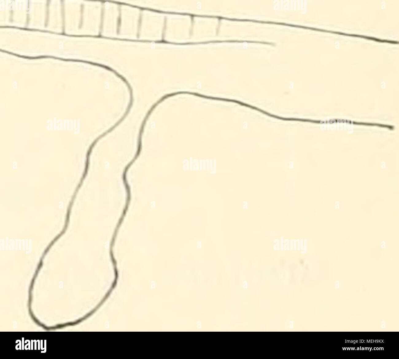 . Die entwickelungsgeschichte der Kreuzotter (Pelias berus Merr.). Textfig. 11. Cu kl. Textfig. 11. ist der] Iedianschnitt durch dieses Präparat; Vgl. das folgende Kapitel. In der Höhle Nummern-oper Abb. 87 und 88 der Tafel ist Sterben taschenartige Begrenzung des ürdarms und Waden Kopffortsatzes übrigens schon im Flächenbilde wahrzunehmen. Die gesamte Keimhaut, der Keimhof. ist in diesen Stadien noch nicht sehr gross, variiert aber in seiner Grösse. Bei kreisrunder Begrenzung sein einspritzdruck beträgt durchschnittlich 5 - 6 mm, bei länglicher Form misst sein längster Einspritzdüse 6 V2 -^ "i" i - "ein Creer Stockfoto