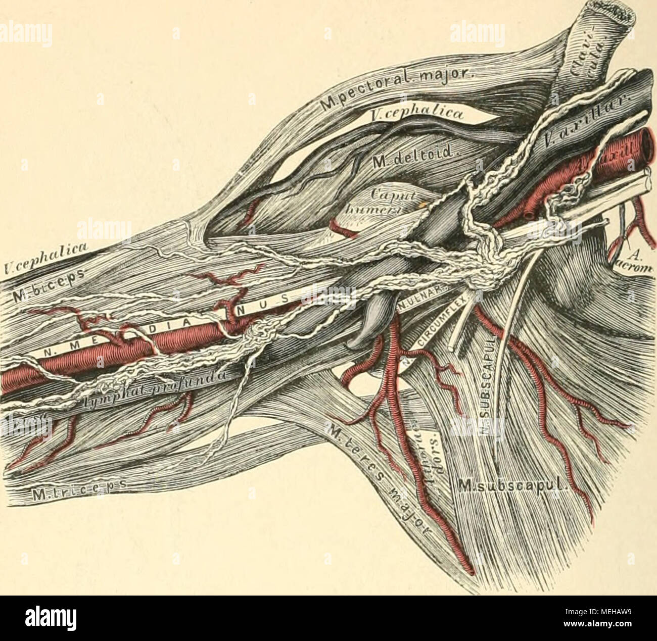 Achselhohle Fotos und Bildmaterial in hoher Auflösung Alamy