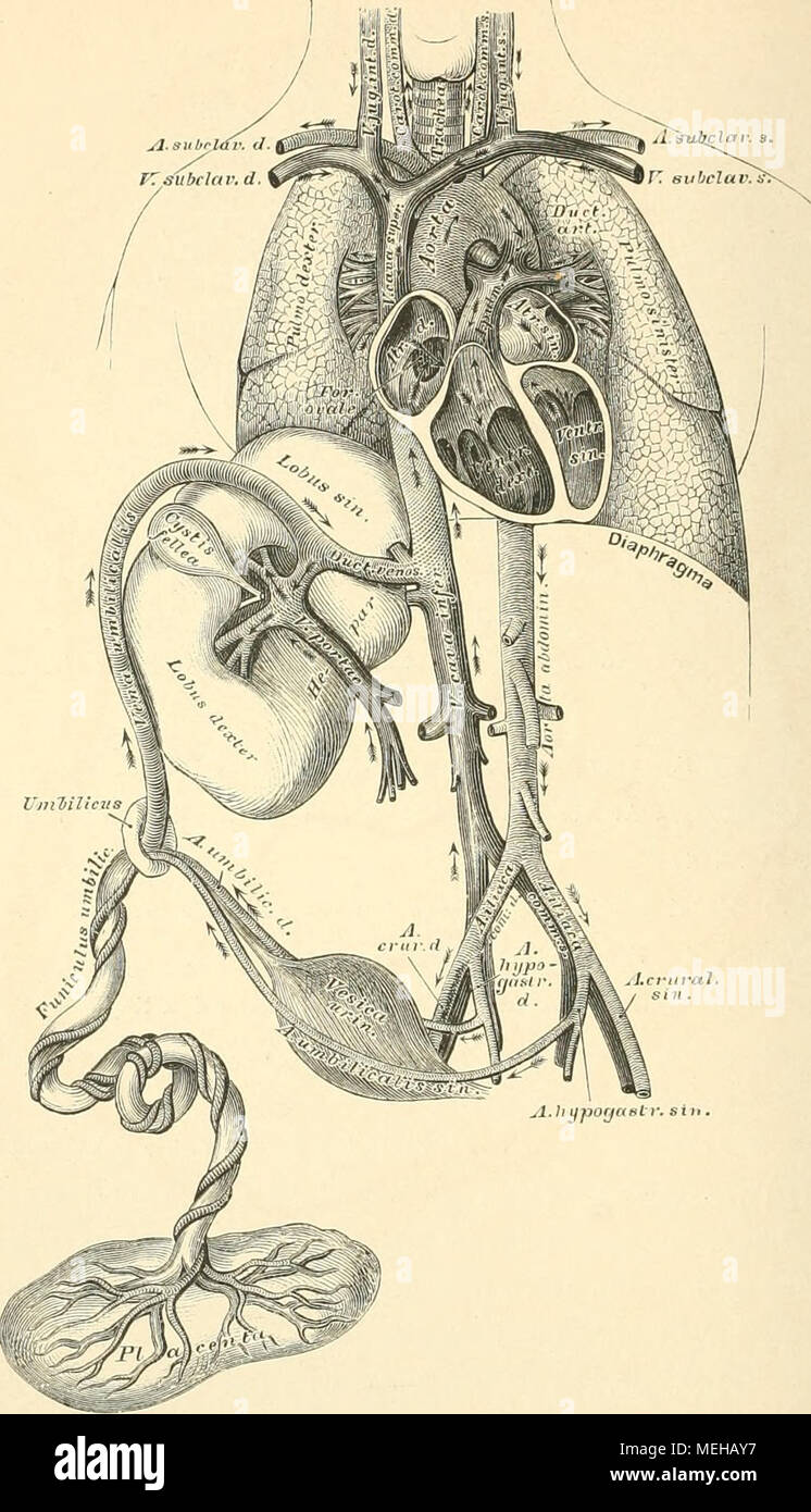 . Die beschreibenden und topographische Anatomie des Menschen. 77 G. Schema des fötalen Kreislaufes. Stockfoto