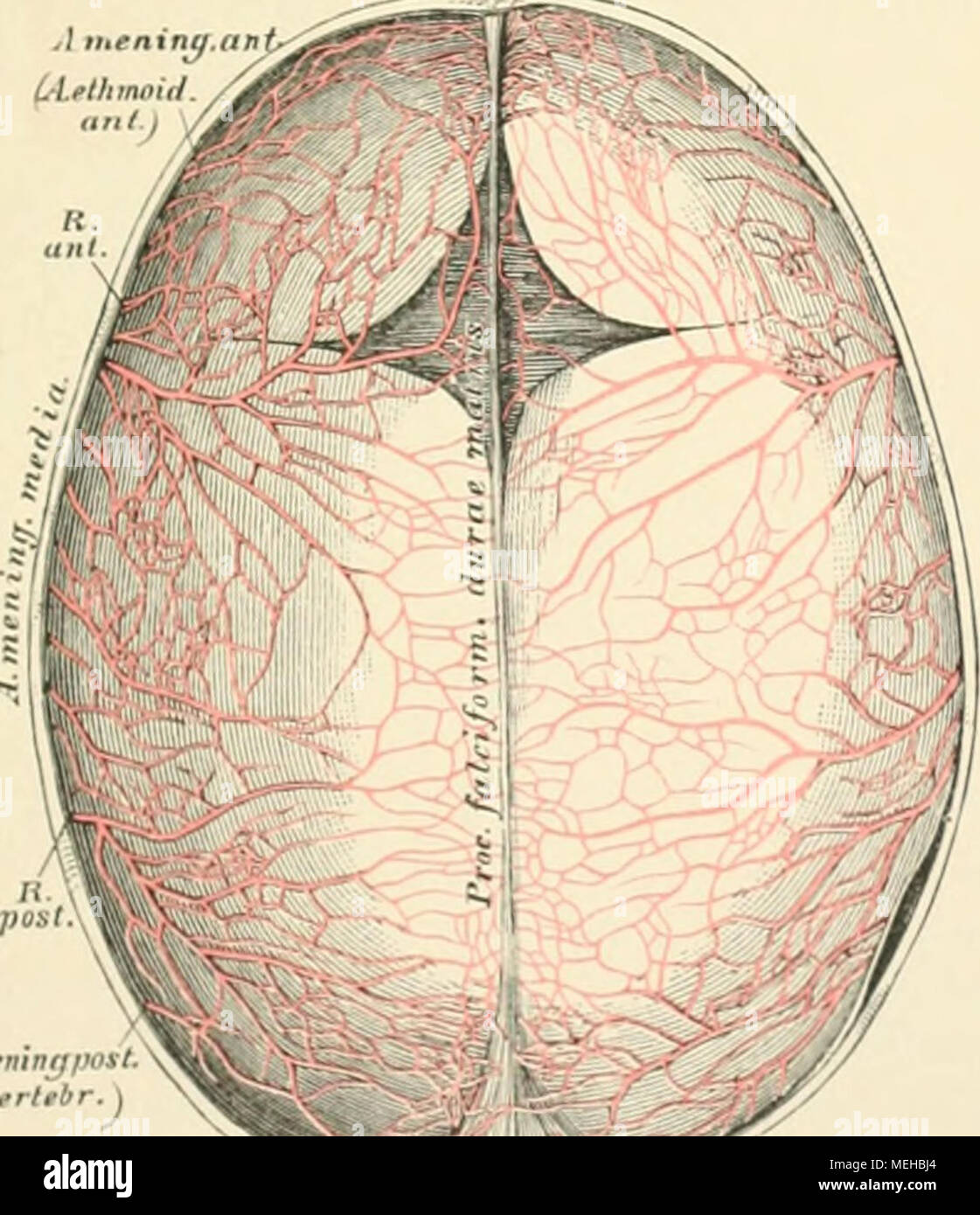 . Die beschreibenden und topographische Anatomie des Menschen. A. memngjmst. (Avrttbr.) 704. Die Arterien der harten Hirnhaut. Injicirb 3 EH&lt;: •.' - Kii Stockfoto
