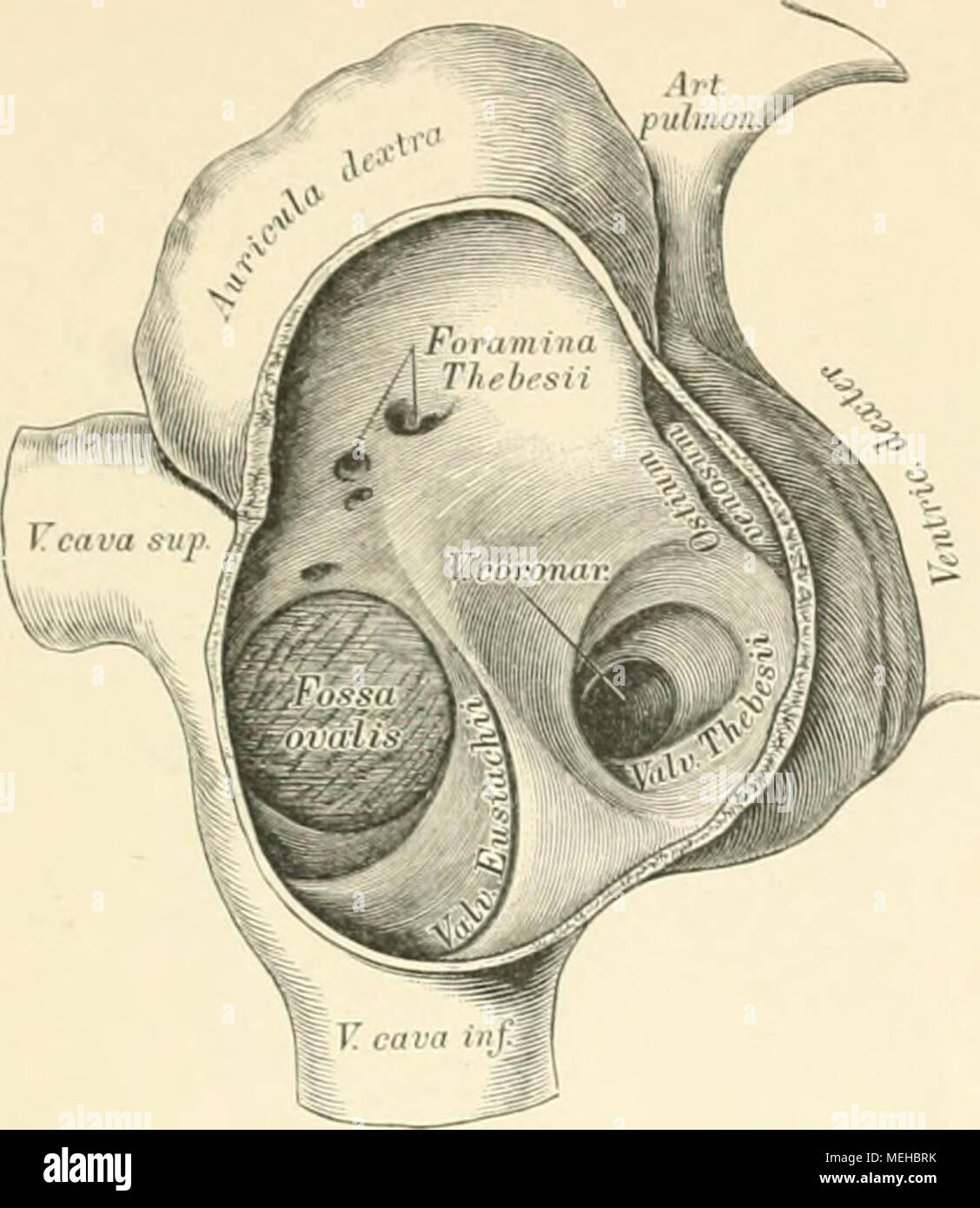 . Die beschreibenden und topographische Anatomie des Menschen. 690. Die rechte Vorkammer mit der Mündung der Vena coronaria. Die äussere Zauberstab abgetragen. Xaeh riiii/m^' ('trockneten Präparate in natürlicher Grösse. Im rechten Vorhofe befindet sich noch sterben Valvula sinus ich ne halbmondförmige Klappe, welche an der Einmündungsstelle in den rechten Vorhof aufgestellt ist und this Stelle theilweise bedeckt. Durch die Steingrab befinden sich kleine Herzvenen in schwankender Anzahl. inferioris (Eustachii) ist eine sichelförmige Klappe, welche 5/6 des Ofifenseins des Foramen ovalt eine wichtige Funktion Verr Stockfoto