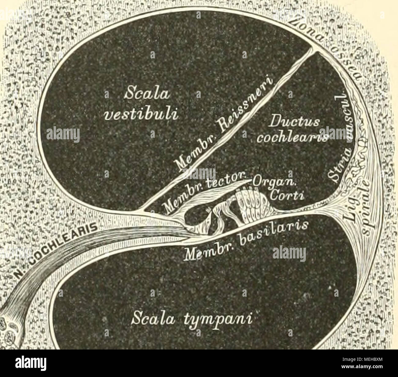 . Die beschreibenden und topographische Anatomie des Menschen. Scala tynpa/Ni (Halbschematisch. Stockfoto
