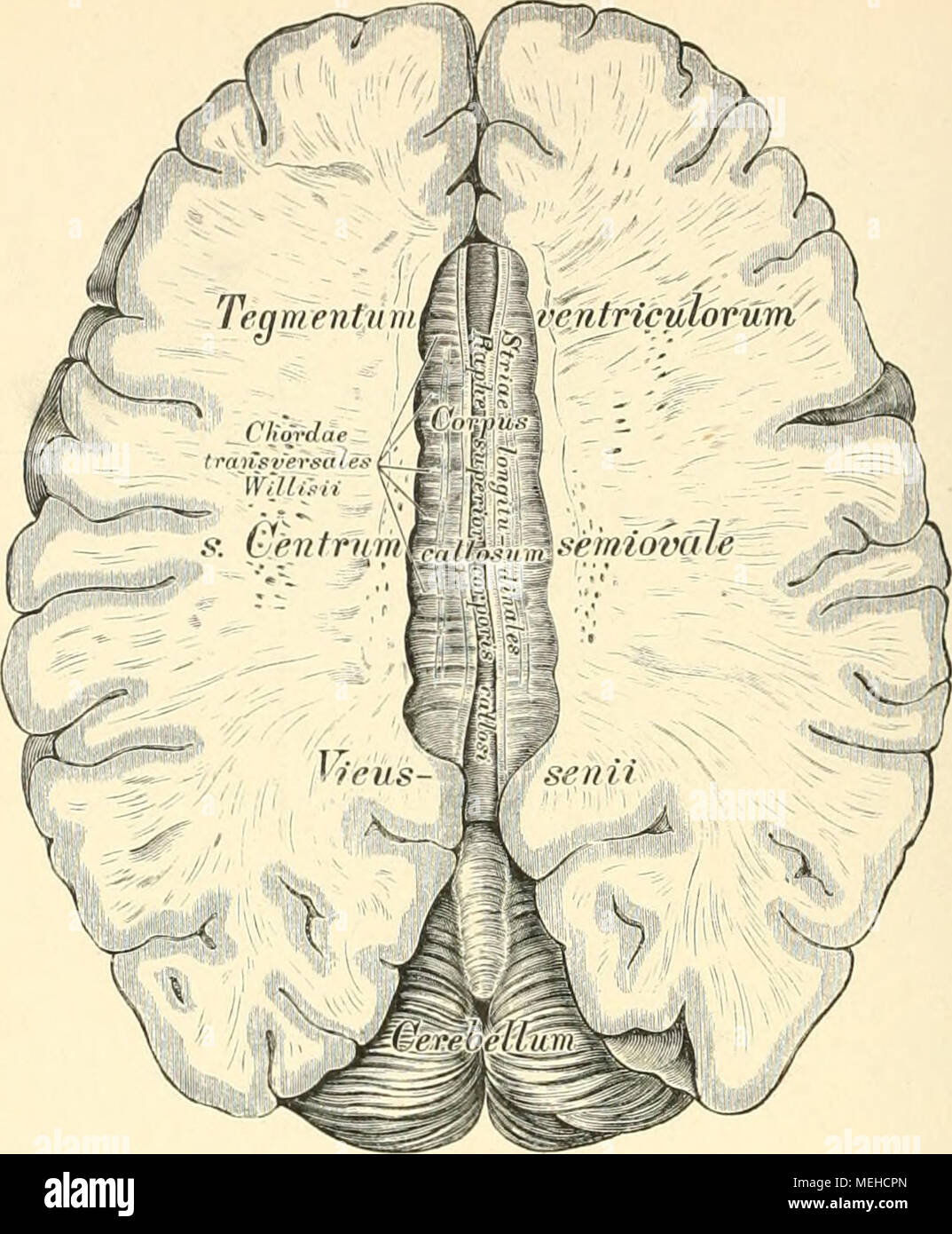 . Die beschreibenden und topographische Anatomie des Menschen. 511. Horizontal-Durchschnitt des Grosshirns, in der Ebene des Balkens. ''/:; Der natürlichen Grösse. Sterben henkes lolland des Grosshirns geschieht in folgender Weise: Das Schädeldach wird entfernt, nachdem mit der Säge ein kreisschnitt zwischen den Arcus superciliares und den Tubera frontalia und oberhalb der Protiiberantia occipitalis externa geführt wurde. Die Dura mater wird Departments Technik - seits des Sichelblutleiters der Länge, und von der Mitte of this Schnitte aus der Quere nach eingeschnitten und zurückgeklappt. Der grosse Sichelfortsatz i Stockfoto