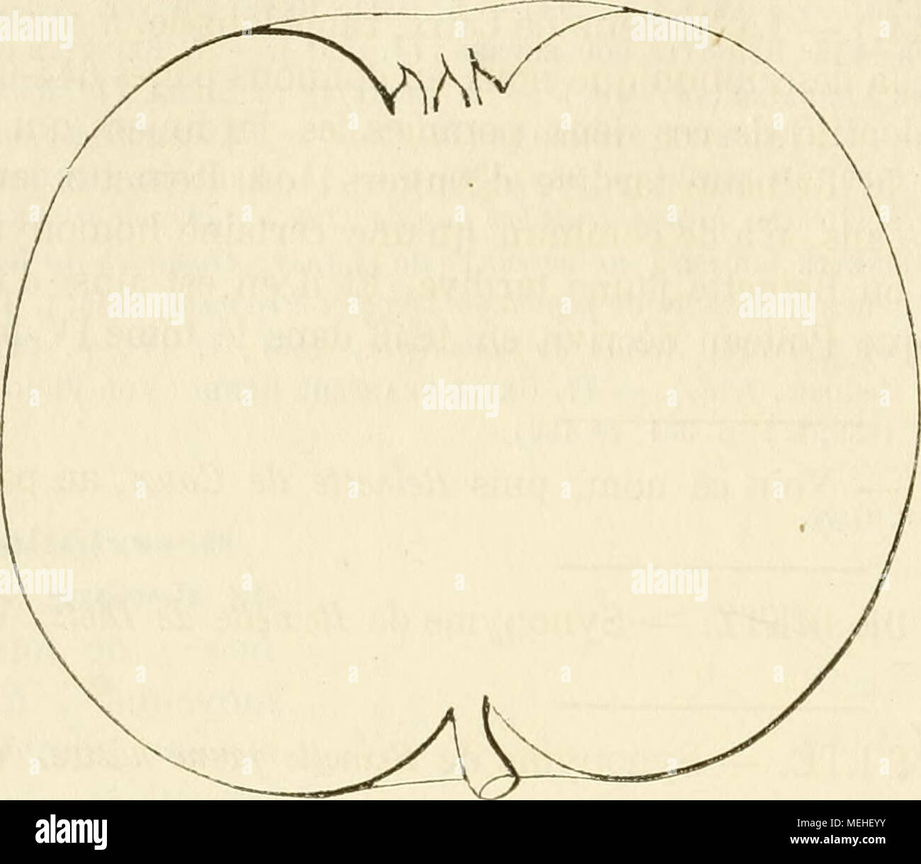 . Wörterbuch de pomologie, Contenant l'histoire, la Description, la Abbildung des Früchte Früchte anciens et des modernes les plus g © n©ralement connus et cultivÂ © S. et gÃ©nÃ©ralement trÃ¨s-vaste. Â Peau: Hackfleisch, Lisse, jaune d'or pÃ¢le sur le Côté tÃ© de l'^ jaune brunÃ¢tre Ombre sur l'autre Face, tachÃ©e de fauve verdÃ¢tre Autour du pÃ©doncule, fortement ponctuÃ©e de Brun noirÃ¢tre et de gris-Roux, et Parfois, abonne Exposition, quelque Pomme Reinette dorÃ©e. Â DeuxiÃ¨me Art. peu mouchetÃ©e et striÃ©e de Carmin ou de rose Tendre. - Vorsitz: Blanche, fein, com-Pacte et Mi-Tendre. Â Eau: abondant Stockfoto