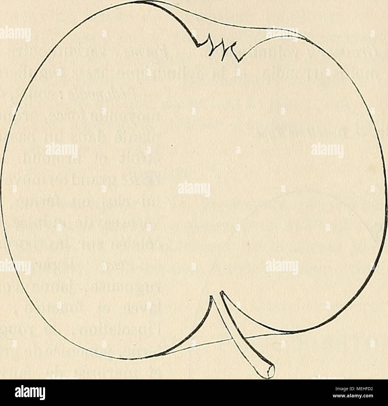 . Wörterbuch de pomologie: Contenant l'histoire, la Description, la Abbildung des Früchte Früchte anciens et des modernes les plus gÃ©nÃ©ralement connus et cultivÃ © s. Beschreibung de l'ar-bre. Â Bois: fort. - Ra-Meaux: Assez nombreux, lÃ©gÃ¨rement Ã © talÃ © s à la base, Ã©rigÃ©s au Sommet de gros-seur moyennes et Länge, nicht gÃ©niculÃ©s, trÃ¨s-lisses, un peu duveteux, marron Clair à l'Einstrahlung, vert jaunÃ¢tre Du côté tÃ© de l'om-bre. Â Lenticelles: Allon - gÃ©es, blanches et des plus clair-semÃ © es. Â Coussinets: aplatis. Â Yeux: Gros ou moyens, ovoÃ ¯ des, peu Bom - bÃ©s, collÃ©s sur le Bo Stockfoto