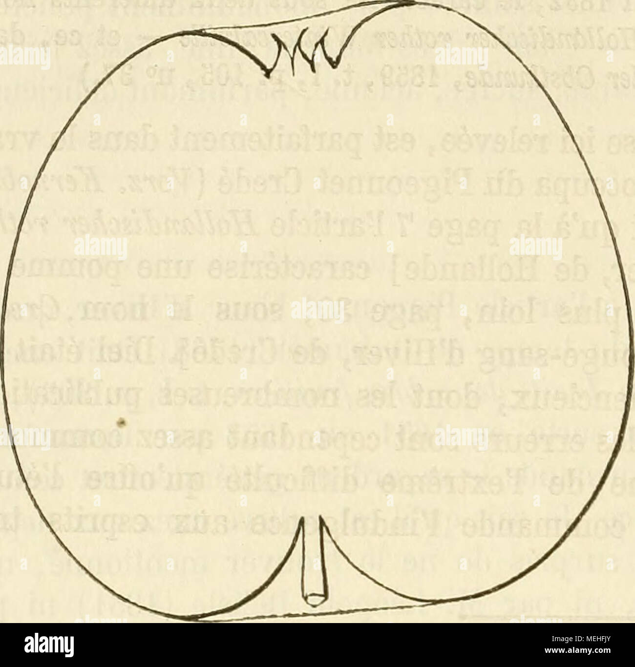 . Wörterbuch de pomologie, Contenant l'histoire, la Description, la Abbildung des Früchte Früchte anciens et des modernes les plus g © n©ralement connus et cultivÂ © s. DeuxiÃ¨me Art. Yeux: Moyens, ovoÃ ¯ des, faiblement collÃ©s contre le Bois et Bien duveteux. Â Feuilles: Petites, ovales, vert glauque et Mat de Dessus, blanc verdÃ¢tre en Dessous, longuement acuminÃ © es, À-Bords © nelÃ largement crÃ©s. Â PÃ© tiole: de grosseur moyennes et Länge, tomenteux et Pomme^ Pigeonnet CredÃ©. - IPremier Typ. gÃ©nÃ©ralement nicht cannelÃ ©. Â Maximaldividende les: petites. FertilitÃ ©. Â Abondante. Kultur. Â Pour le Plei Stockfoto